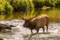 Bugling Bull Elk in Stream Royalty Free Stock Photo