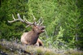 Bugling bull elk in Yellowstone