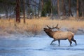 Bugling Bull in Madison River