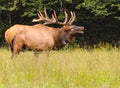 Bugling Bull Male Elk in Smokey Mountains Royalty Free Stock Photo