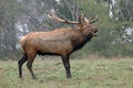 Bugling Elk Royalty Free Stock Photo