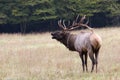 Bugling Elk Royalty Free Stock Photo