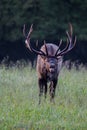 Bugling elk in Cataloochee state park in North Carolina Royalty Free Stock Photo