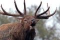 Bugling Elk Close Up Royalty Free Stock Photo