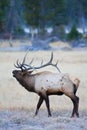 Bugling Elk in Frosty Meadow