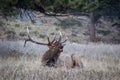 Bugling Elk Laying in the Grass