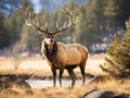 Bugling Elk Royalty Free Stock Photo