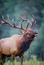 Bugling elk during mating season Royalty Free Stock Photo