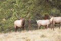 Bugling Elk in Mountains