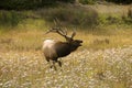 Bugling Elk in the Rocky Mountains Royalty Free Stock Photo