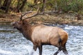 Bugling Elk Splashes Through River Royalty Free Stock Photo