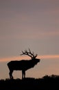 Bugling Elk in Yellowstone National Park, Wyoming. Royalty Free Stock Photo