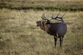 Bugling Male Elk during the Rut in Rocky Mountain National Park Royalty Free Stock Photo