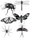 Bugs and Insects  Collection vector set illustration poster template Royalty Free Stock Photo