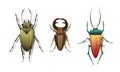 Bugs and Beetle as Coleoptera Insects with Elytra Vector Set