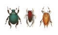 Bugs and Beetle as Coleoptera Insects with Elytra Vector Set