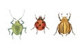 Bugs and Beetle as Coleoptera Insects with Elytra Vector Set