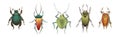 Bugs and Beetle as Coleoptera Insects with Elytra Vector Set