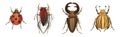 Bugs and Beetle as Coleoptera Insects with Elytra Vector Set