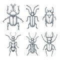 Bugs and beetles set. Vector sketch hand drawn illustration. Insects collection isolated on white background