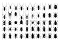 Bugs Collection Royalty Free Stock Photo
