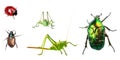 Bugs collection isolated on white Royalty Free Stock Photo