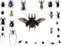 Bugs collection isolated on white Royalty Free Stock Photo