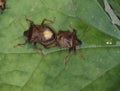 Bugs in copulation on leaf Royalty Free Stock Photo