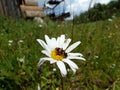 Bugs on daisywheel Royalty Free Stock Photo