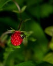 Bugs eating forest strawberry
