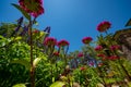 Bugs eye view of flowers in a garden