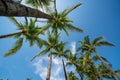 Bugs eye view of palm trees on blue sky