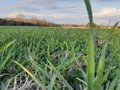 Bugs eye view of the pasture