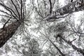Bugs Eye View of Winter Pine Trees