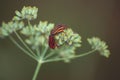 Bugs in a fennel flower Royalty Free Stock Photo