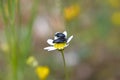 Bugs on flower macro portrait fifty megapixels Royalty Free Stock Photo