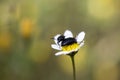 Bugs on flower macro portrait fifty megapixels Royalty Free Stock Photo