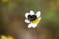 Bugs on flower macro portrait fifty megapixels Royalty Free Stock Photo