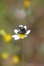 Bugs on flower macro portrait fifty megapixels Royalty Free Stock Photo