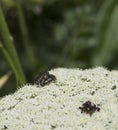 Bugs on a flower, Pair of Common Green Shield Bugs mating macro shot.Macro shot of 2 bugs mating surrounded by crawling grass. Royalty Free Stock Photo