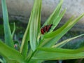 Bugs , green, flower ,trio