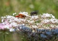 Bugs having sex on a flower and fly watcing Royalty Free Stock Photo