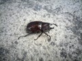 bugs, a horn beetle on the sandy cement floor