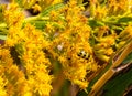 Yellow spotted cucumber beetle on yellow flower, Solidago, goldenrod