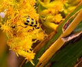 Close up Yellow spotted cucumber beetle on yellow flower, Solidago, goldenrod