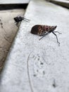 Bugs, Invasive Species, Spotted Lanternfly