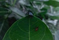 Bugs on leaf metallic coloured Royalty Free Stock Photo