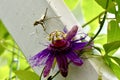 Praying Mantis on a Purple Passion Flowet Royalty Free Stock Photo