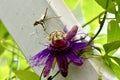 Praying Mantis on a Purple Passion Flowet