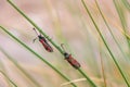 Bugs life in two beautiful pure leaves flowers amazing view Royalty Free Stock Photo